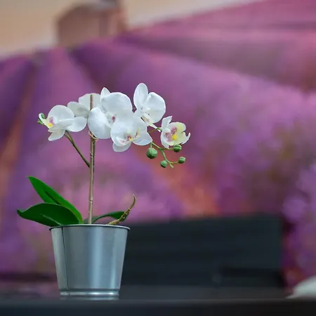 Driving Camp Autodrom 招待所 Sosnova